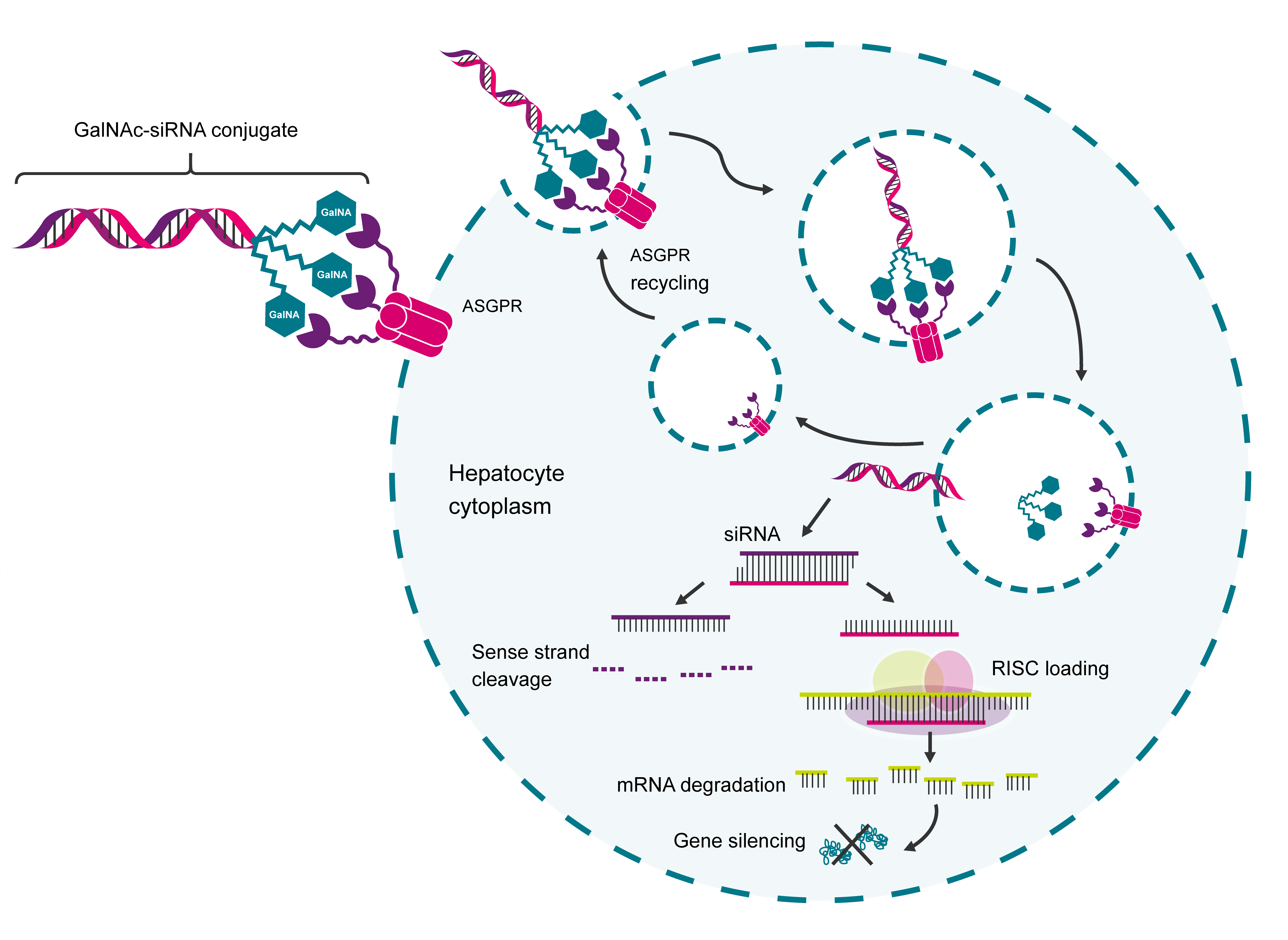 Nucleic acid therapeutics for nextgeneration disease management LGC
